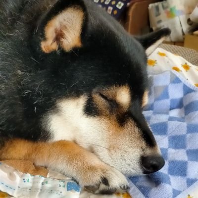 mamemamemakmaki's profile picture