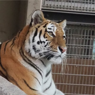 AAAchappy's profile picture