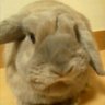 いずみ's profile picture