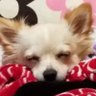 もちもちがんも🐾 的头像