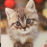 けこてん profil fotoğrafı