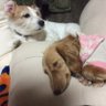 Profilbild von じゃっく&だっくす