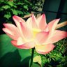 Scarlet🌹🌿's profile picture