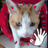 ãŸãã's profile picture