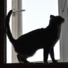 🍁ねこまたの部屋🍁's profile picture