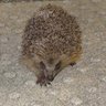 Фото профиля Hedgehog wrath 🦔