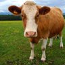 Moo's profile picture