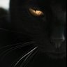 SassaFras profil fotoğrafı