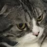 Фото профиля Meow_Tiffany