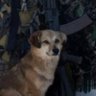 Fellarman🇺🇦🇺🇸🇲🇽🇧🇷 =🐕+🦸♂️= 🪓+⚧️ 的头像