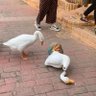 weinergoose's profile picture