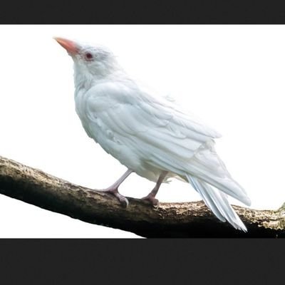 کلاغ سفید's profile picture