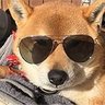 Фото профиля 柴犬好き