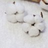 Profilbild von cotton