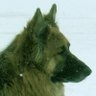 Random Eskimo's profile picture