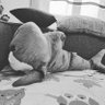 sh4itan profil fotoğrafı