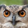 FactChecker, Ph.D.🦉🏛👨🎓 profil fotoğrafı