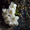 Фото профиля 🤎Ritsu🤍