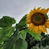 Profilbild von Sunflower