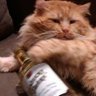 Saqi's profile picture