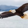 Фото профиля Eagle