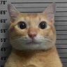 Фото профиля Bravecat