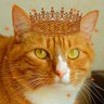 ShaggyCat profil fotoğrafı