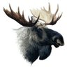 Ruud's profile picture