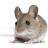 Фото профиля little grey mouse 🐭