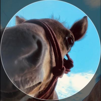 washuba_horse's profile picture