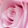 Profilbild von Pembe Bahar