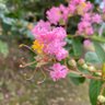 Фото профиля くすくす卍
