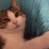 Nilufer Emine Ermete's profile picture