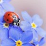 Ele 🌺🍀🐞🌶's profile picture