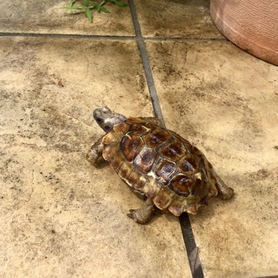 RosehipPeachTea's profile picture