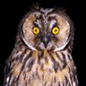 Profilbild von loruhi