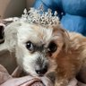 Duchess_Eevee 🇵🇭🇺🇸🤭 的头像