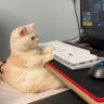 Zzzzz profil fotoğrafı