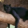 Car driving Panther's profile picture
