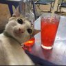 merlinMOONhoe's profile picture