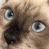 Profilbild von P