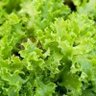 atomiclettuce profil fotoğrafı