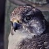 Gyrfalcon (Slava Ukrainii) 的头像