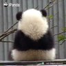 Profilbild von panda 55🇯🇵