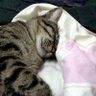 Фото профиля Akumacat
