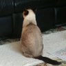 ねこのうなじ profil fotoğrafı