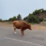 liv profil fotoğrafı