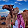 علي بن ساير بن الصقير الظفيري profil fotoğrafı