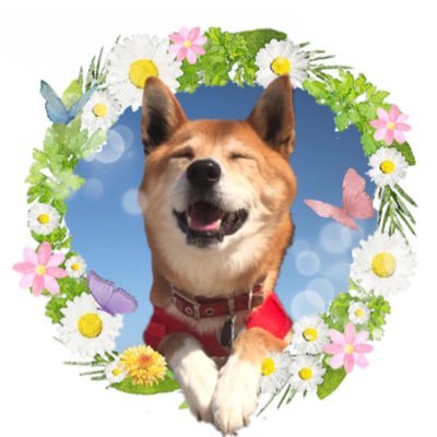さくらんぼ's profile picture