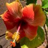 Фото профиля Estella Hernandez